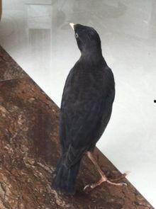 娱乐吃瓜小八哥是谁啊视频